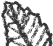 Leaf Bottom